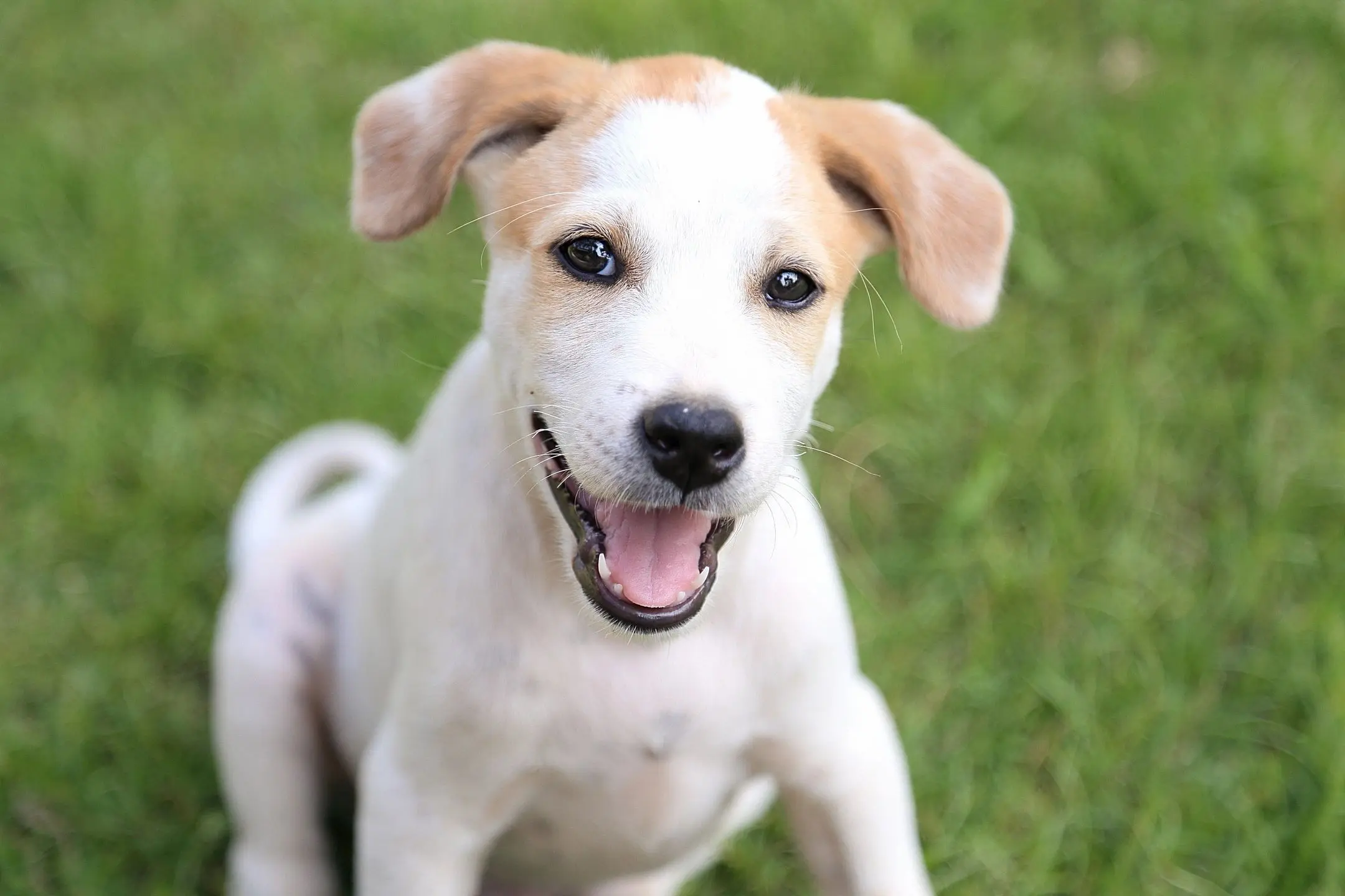 A happy white puppy with brown ears sitting on grass.