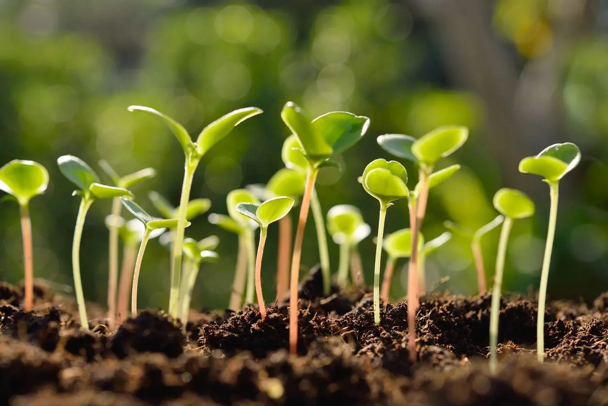 Young green seedlings sprouting from rich soil.