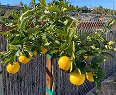 A lemon tree with yellow lemons hanging and on a sunny day