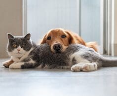 A cat and a dog together having for a picture,